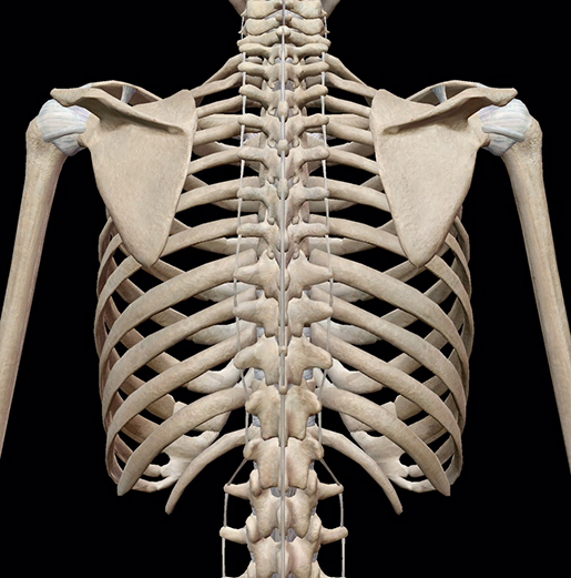 3d Skeletal System Bones Of The Thoracic Cage